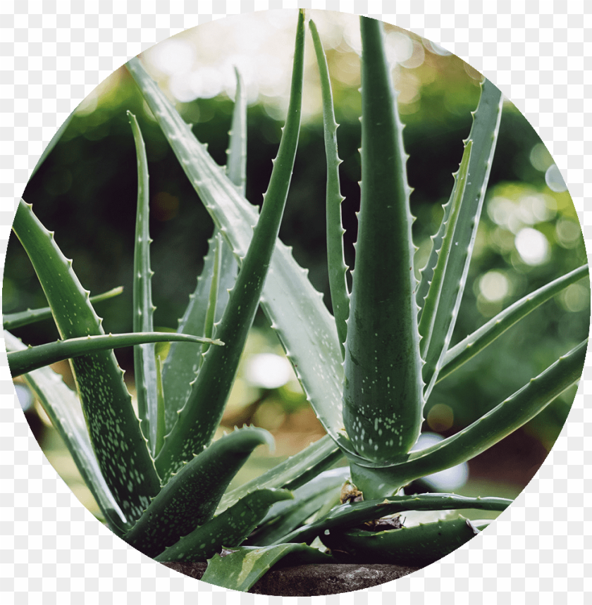 Aloe Icon Aloe Vera Logo Foxwk Rnnfpng Cutout Png Clipart