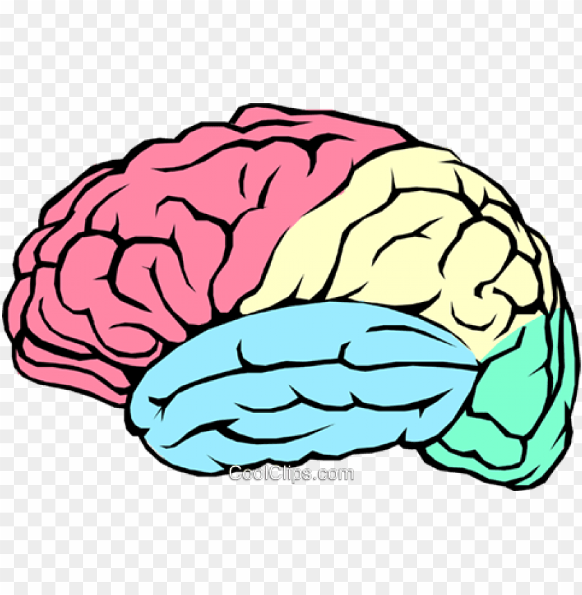 The Human Brain Royalty Free Vector Clip Art Illustration Brain