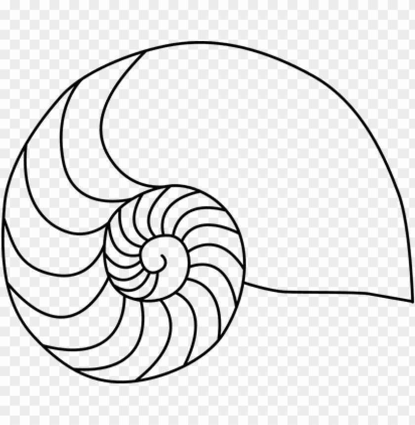 what is a fibonacci sequence nautilus shell coloring page PNG transparent with Clear Background ID 180023