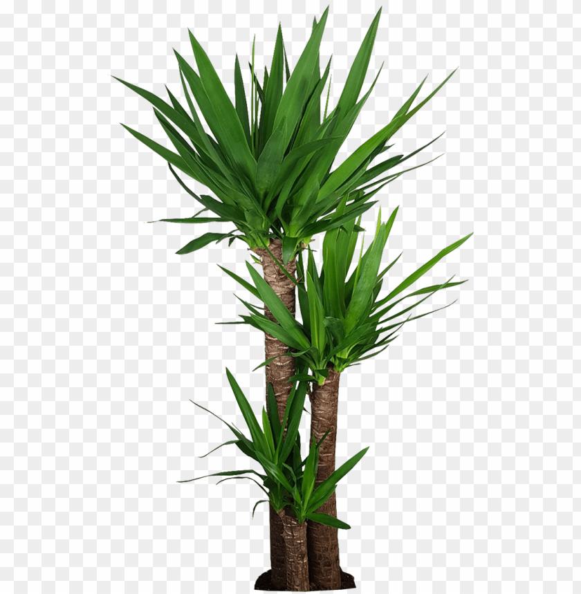 Download 110 Cm Corn Stalk Dracaena Silk Plant Png Free Png Images Toppng - hay stalk 2 roblox