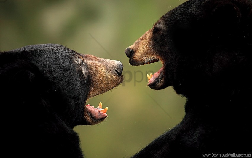 Download aggression, bears, couple wallpaper png - Free PNG Images | TOPpng