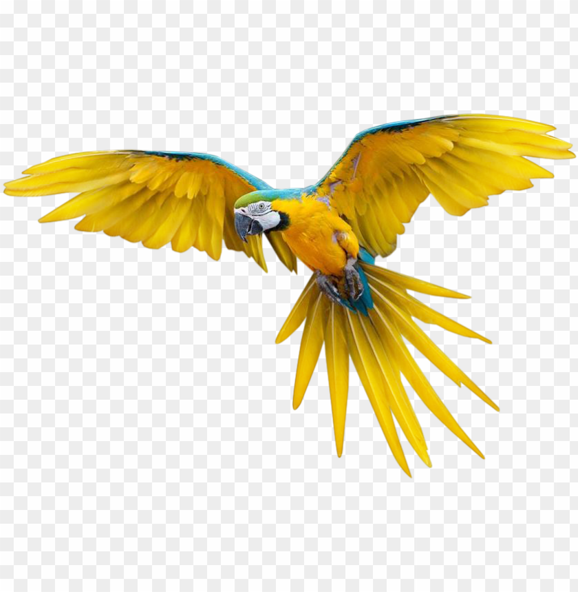 Download Ajaros Png Transparente Flying Bird Png Free Png Images Toppng