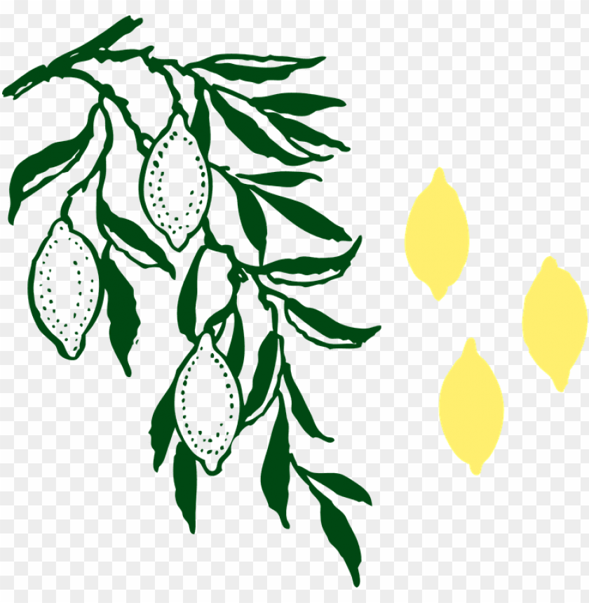 Download Albero Di Limone Png Free Png Images Toppng