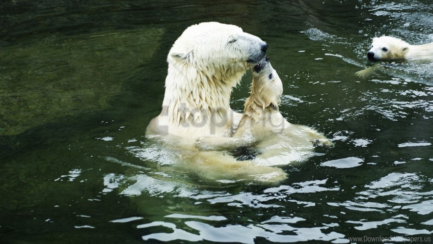 polar bear swimming clip art