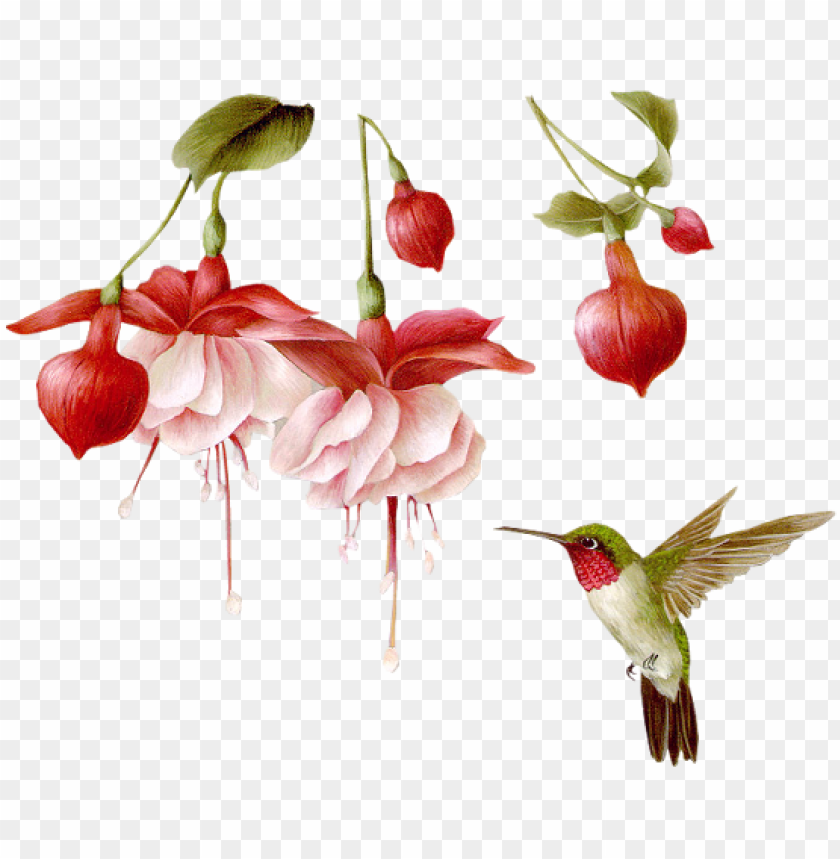 Download Assaros Em Imagens Png Hummingbird Transparent Animated Gifs Png Free Png Images Toppng