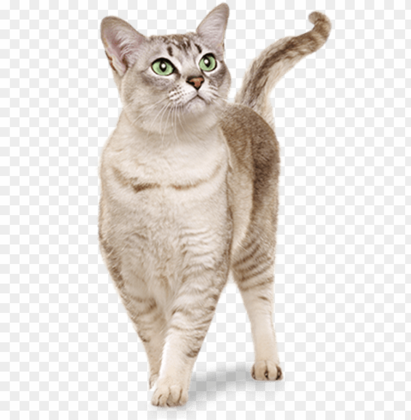 Download Ato Gato Real Png Free Png Images Toppng - real madrid shaded template roblox
