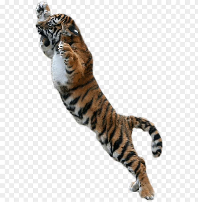 Download baby tiger png picture free download - png tiger for picsart png -  Free PNG Images | TOPpng