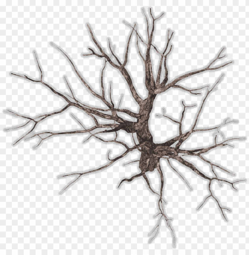 Download Download Bare Tree Png Download Winter Tree Top View Png Free Png Images Toppng