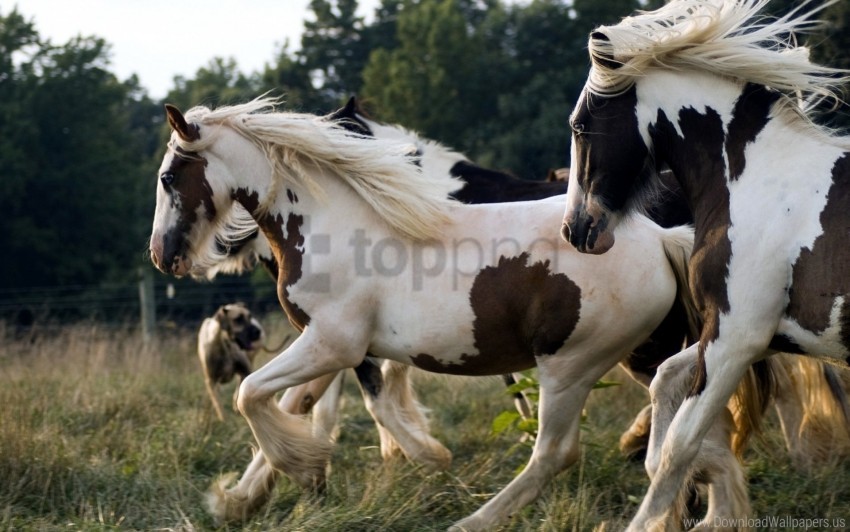 Download Beautiful Herd Horse Running Spotted Wallpaper Png Free Png Images Toppng - wild horses herd roblox