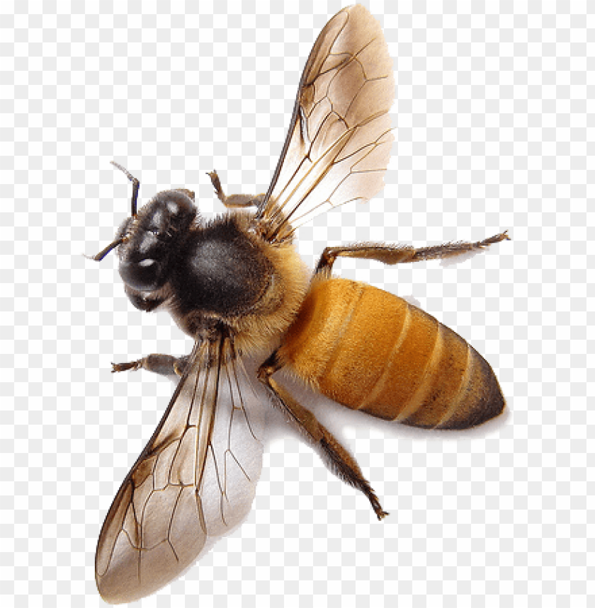 Download Bee Png Image Honey Bee Png Free Png Images Toppng - honey bee face roblox