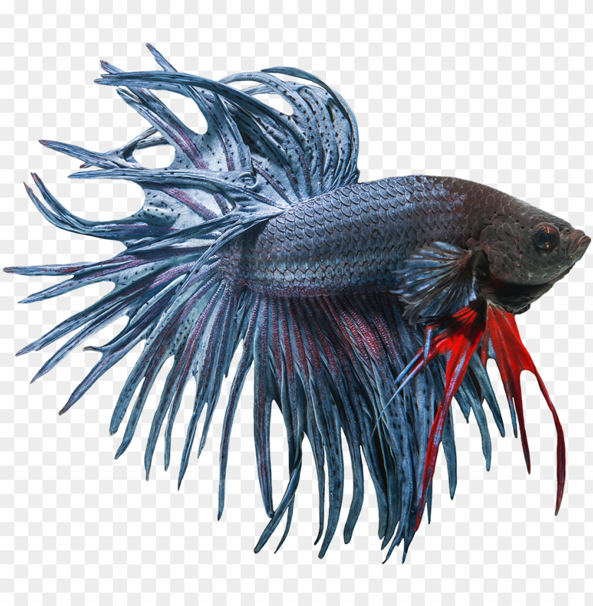 Download Download Betta Fish Clipart Freeuse Download Free Siamese Fighting Fish Png Free Png Images Toppng