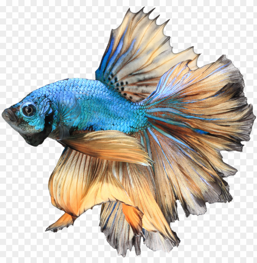 Download Download Betta Png Free Download Betta Png Free Png Images Toppng