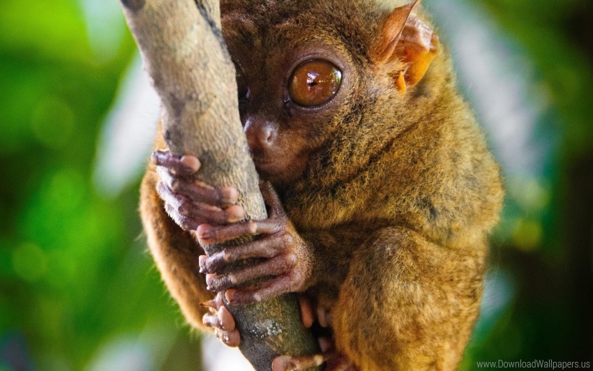 tarsier wallpaper