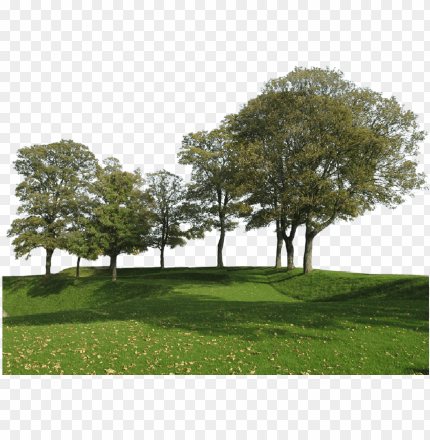 Download Big Trees Group Back Ground Tree Png Free Png Images Toppng
