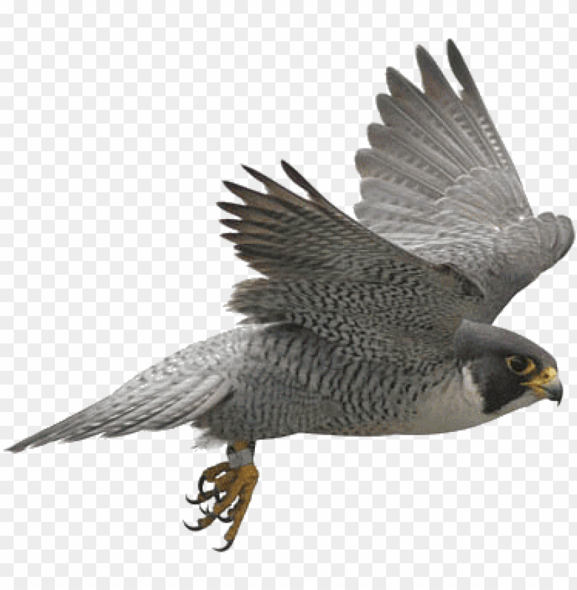 free bird of prey clipart