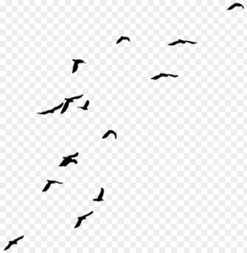 Download Birds Png Fils Transparent Background Fly Bird - flying swan roblox