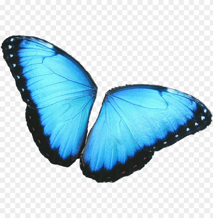 Download Butterfly Wings Colorful Girly Amazing Artistic Blue Morpho Butterfly Png Free Png Images Toppng - rainbow wings roblox wings code png image transparent