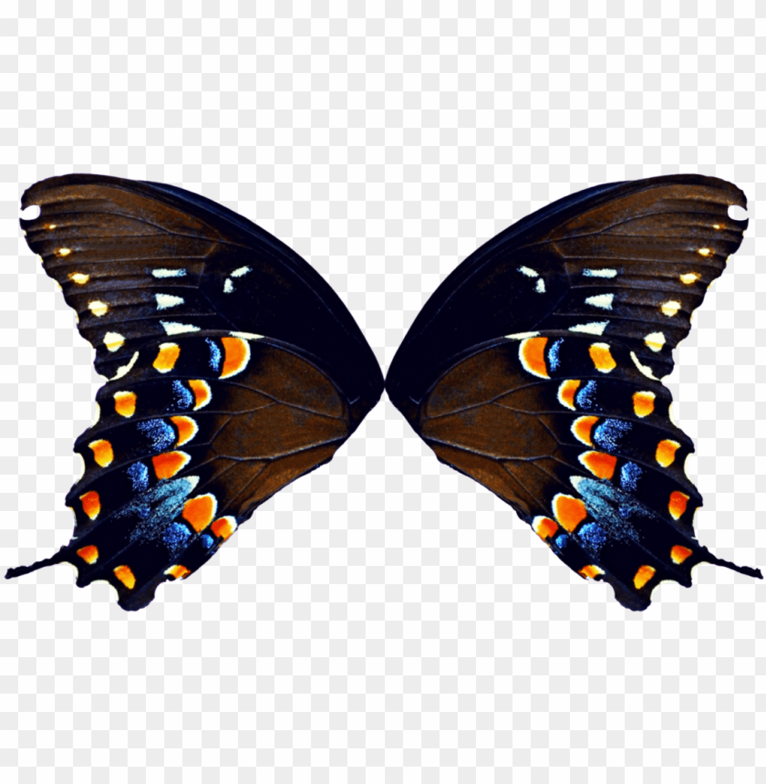 Download Butterfly Wings Png Butterfly Wings Png Free Png Images Toppng - roblox butterfly wings