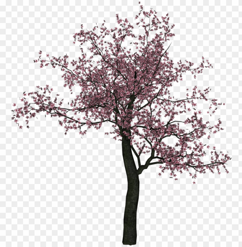 Download Cherry Tree Png Image Cherry Blossom Tree Png Free