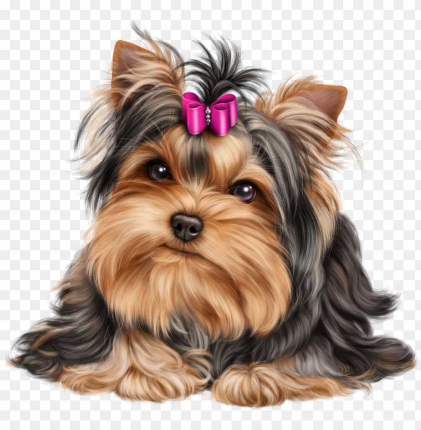 Download Download Cliparts For Free Download And Use Yorkshire Terrier Png Free Png Images Toppng