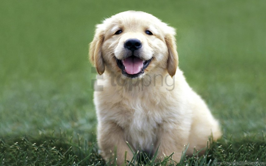 Download color, dogs, grass, labrador, puppy wallpaper png - Free PNG  Images | TOPpng