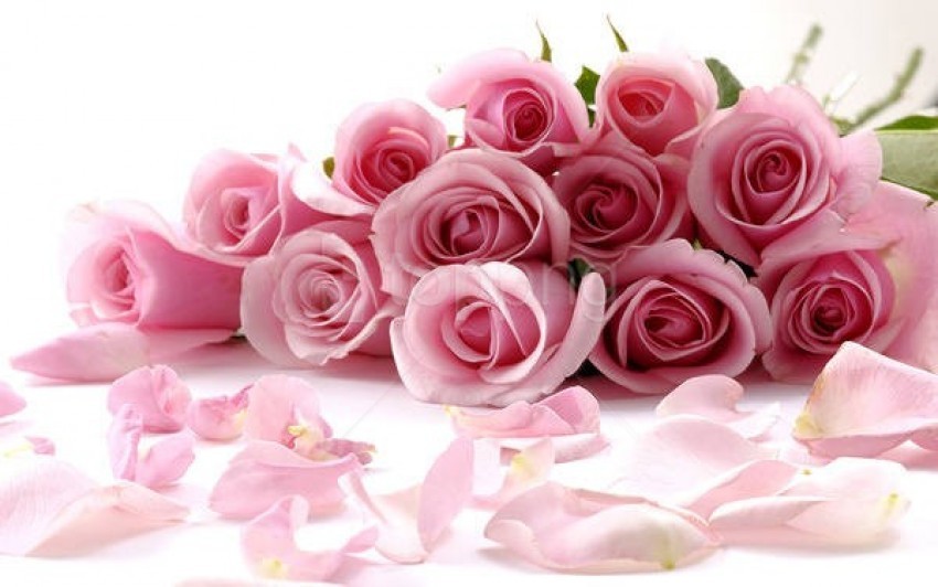 Download Delicate Beautiful Light Pink Roses Wallpaper Png Free