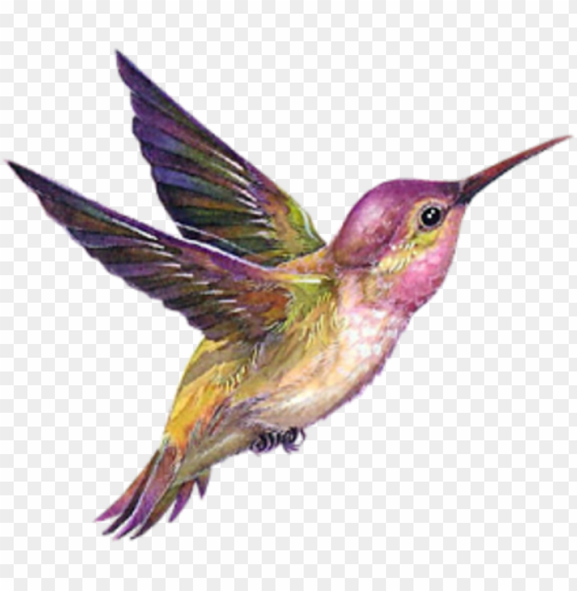 Download Dessin Colibri En Couleur Png Free Png Images Toppng