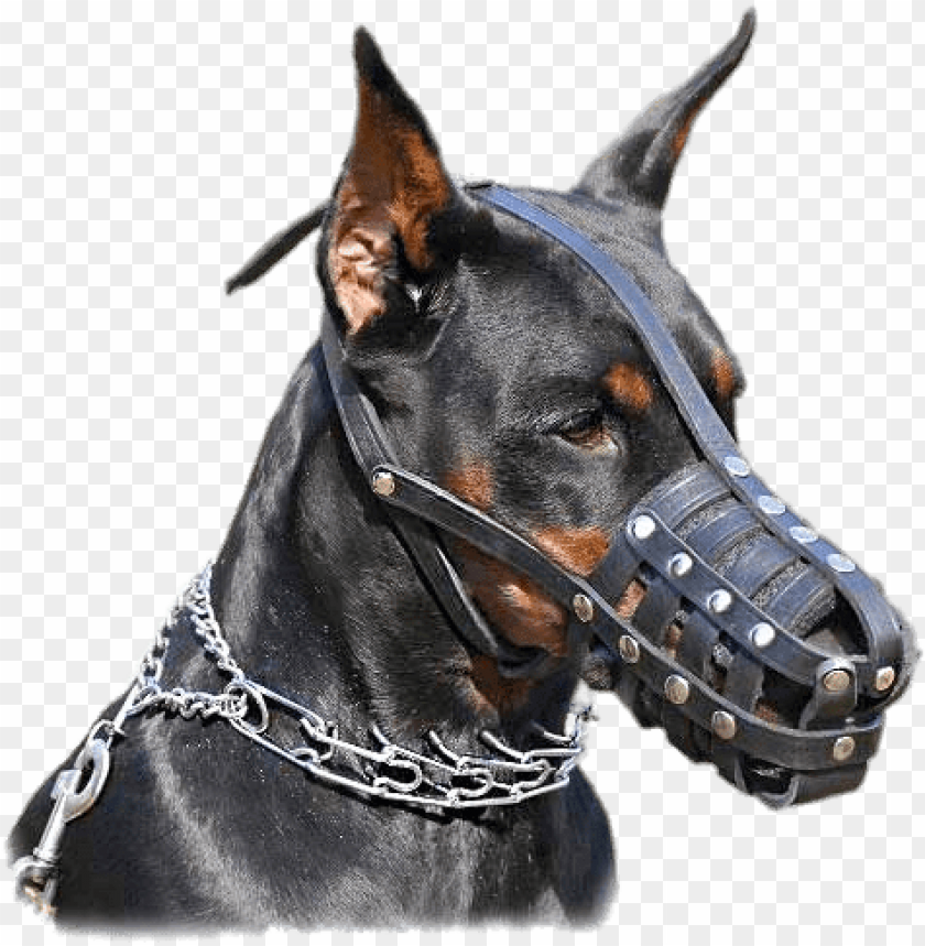 doberman pinscher with chain