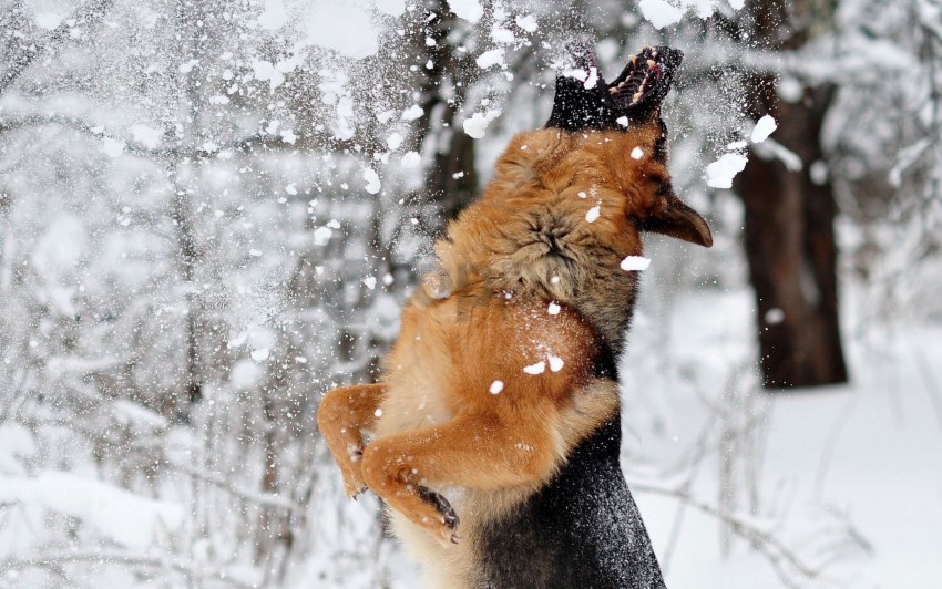Download dog, game, german shepherd, jump, snow wallpaper png - Free PNG  Images | TOPpng