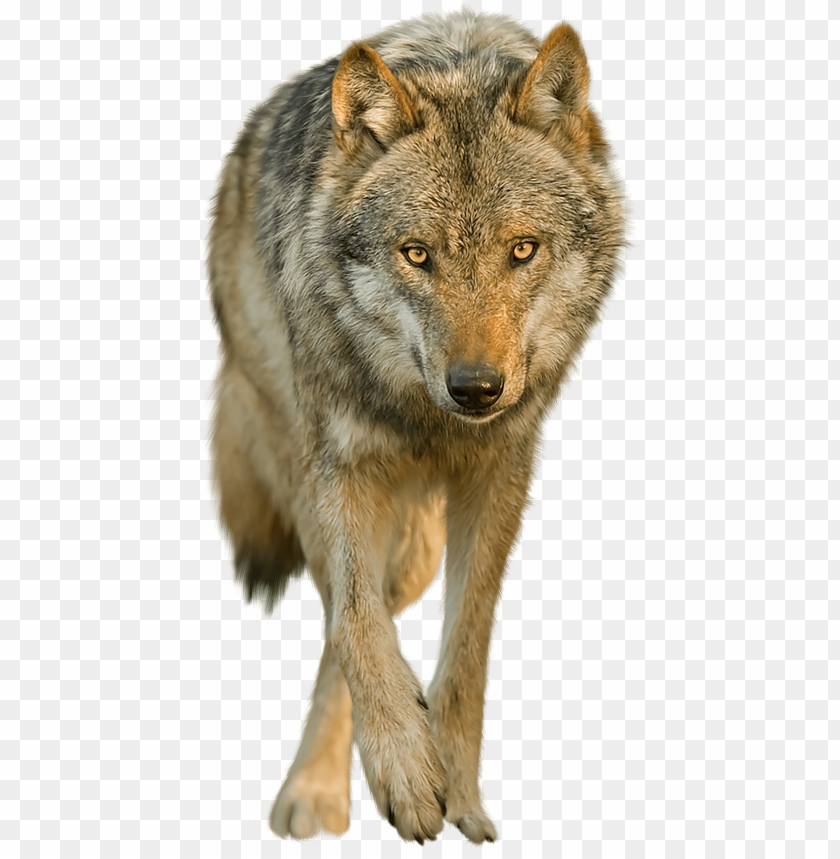 Gray Wolf PNG Transparent Images Free Download