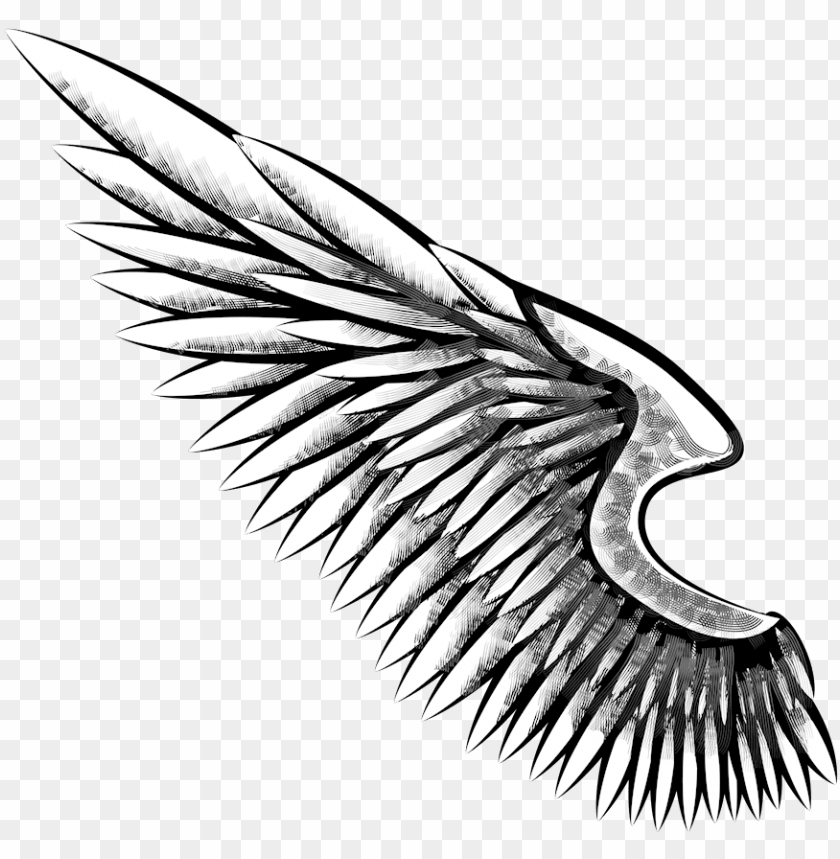 Download eagle wing png freeuse download - alas de aguila dibujo png - Free  PNG Images | TOPpng