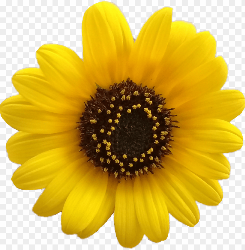 Download flower flores girasol girasoles - yellow flower aesthetic png -  Free PNG Images | TOPpng