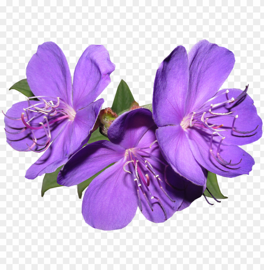 Free Free Transparent Background Purple Flower Svg SVG PNG EPS DXF File