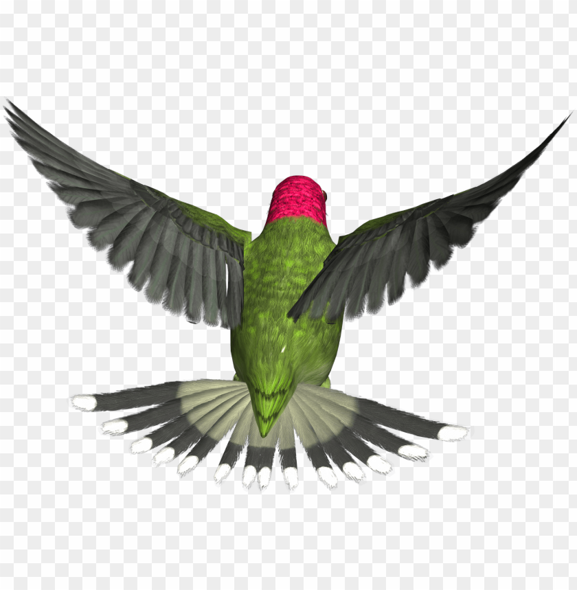 Bird Gif Png - Bird Flying Gif Png - 803x387 PNG Download - PNGkit