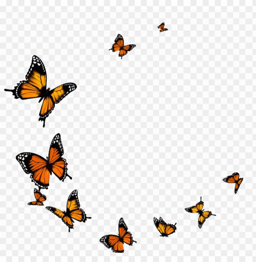 Free Free Realistic Flying Butterfly Svg