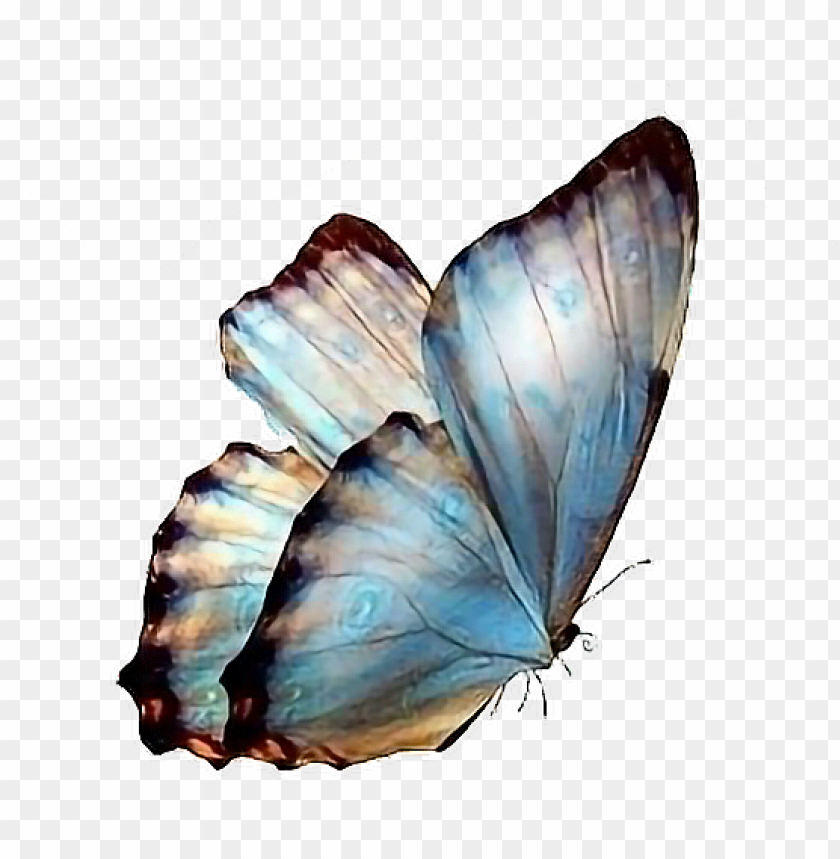 Download Follow Pedromartinx Butterfly Tumblr Animals Forest Transparent Background Butterflies Png Free Png Images Toppng - roblox shirt template aesthetic butterfly