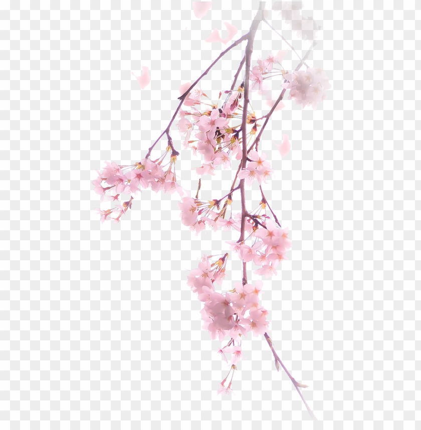 Download Free Download Cherry Blossom Png Clipart Cherry Blossom