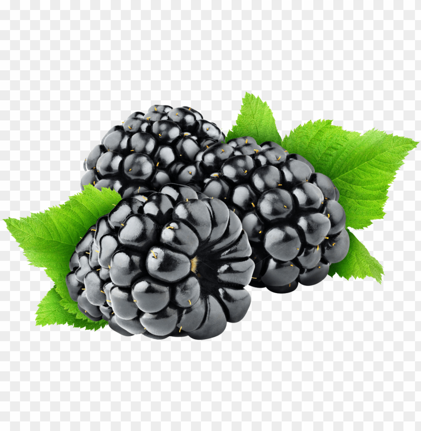 Free Free Blackberry Fruit Svg 541 SVG PNG EPS DXF File