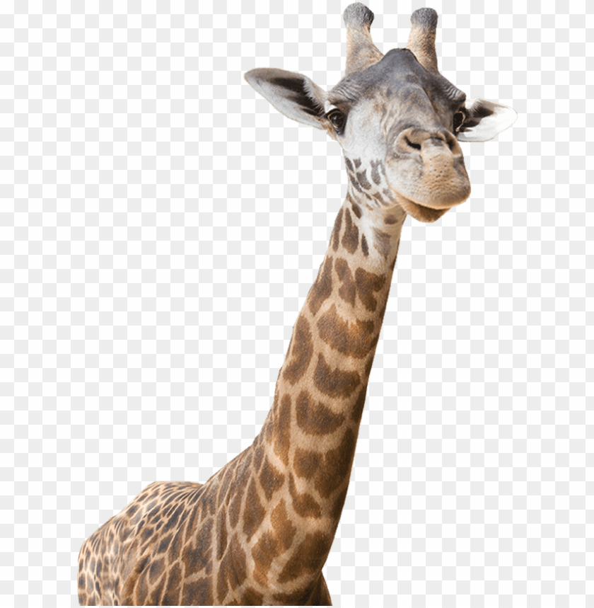Download Freeuse Download Giraffe Clipart Realistic Real Giraffe