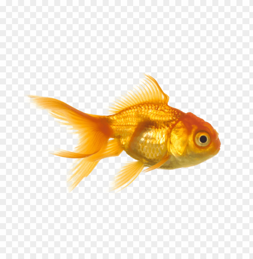 Download Goldfish Png Free Png Images Toppng