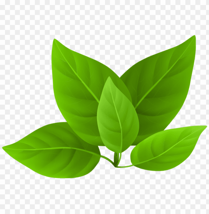 Download Green Leaves Png Png Free Png Images Toppng