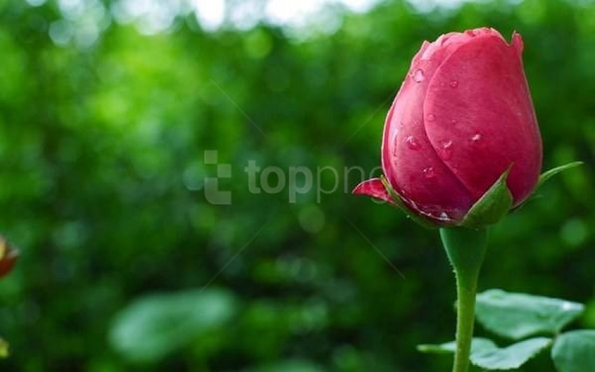 Download Green Wallpaper With Red Rose Png Free Png Images Toppng