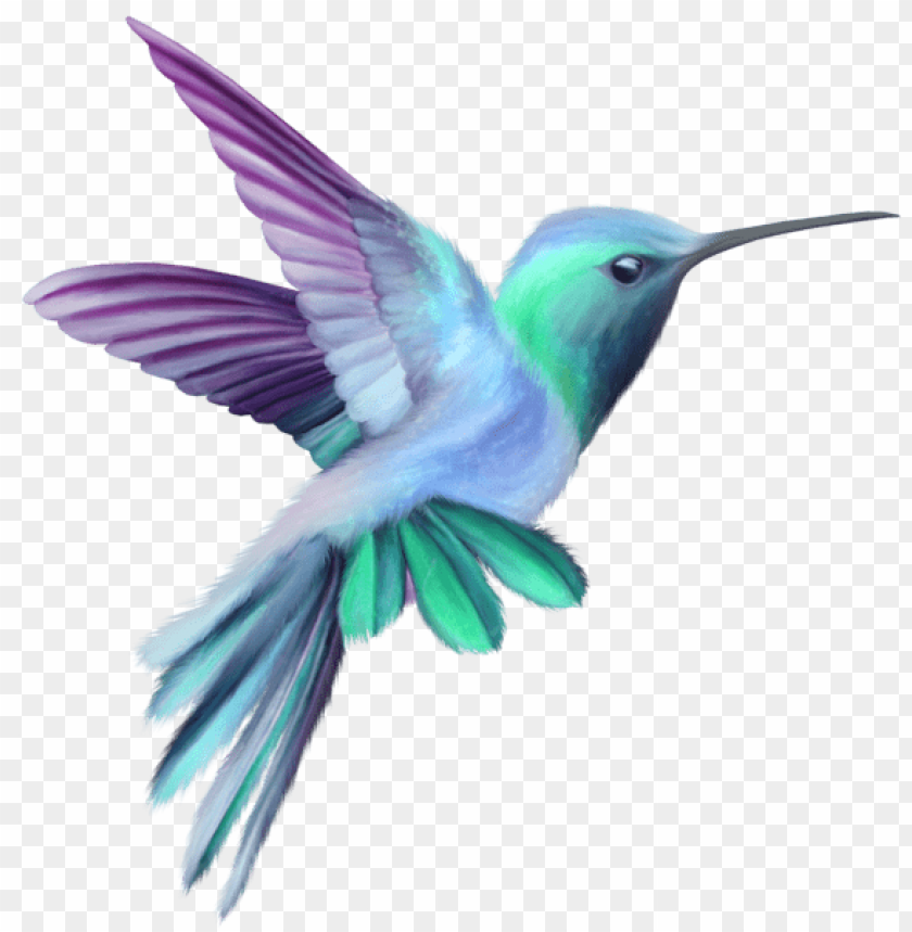 Download Hummingbird Transparent Png Free Png Images Toppng