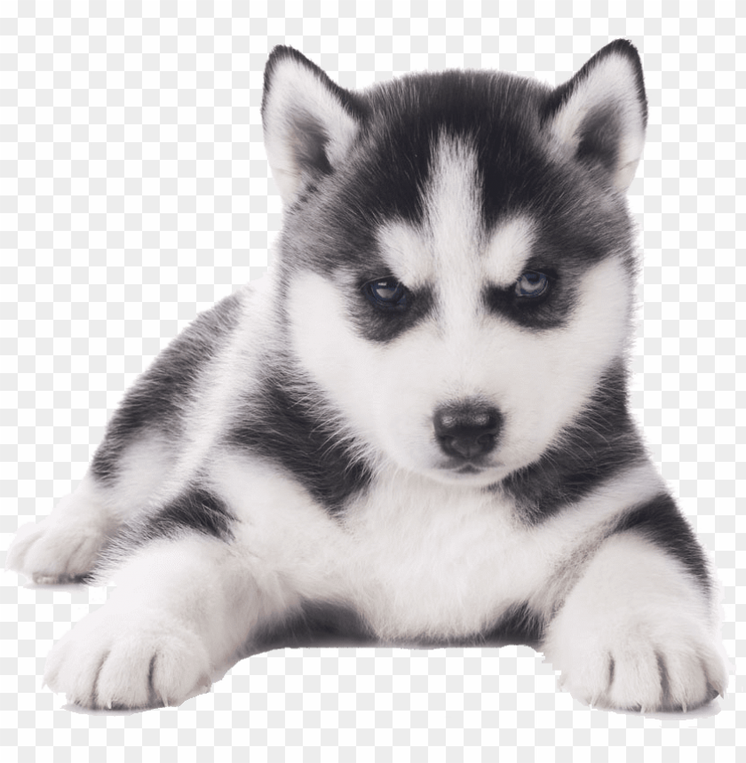 Download Husky Png Transparent Images Siberian Husky Puppy Png Free Png Images Toppng - mad cow roblox cow png image transparent png free