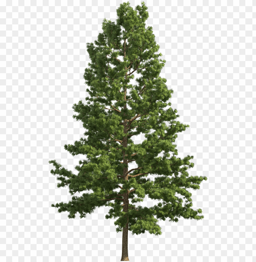 Download Ine Realistic Tree Png Clip Art Pine Tree Png Free Png Free Png Images Toppng - pine tree roblox