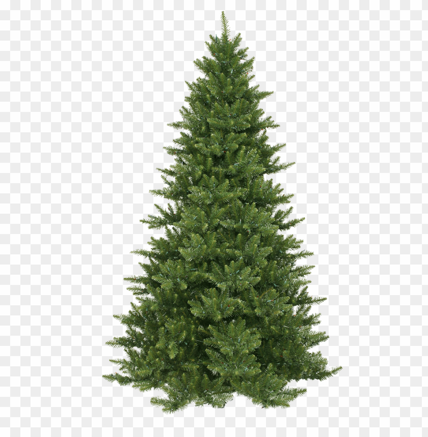 Download Inos Png Pine Tree Png Free Png Images Toppng - pine tree roblox