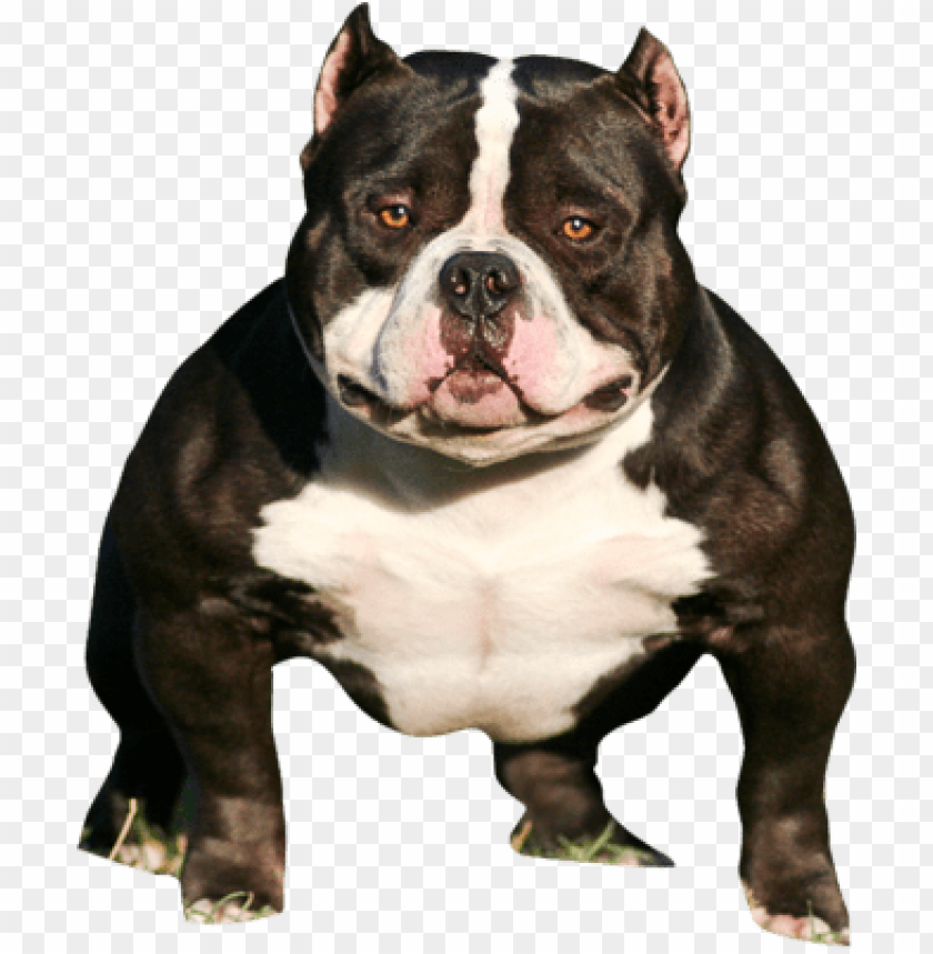 Bully Standing png download - 750*650 - Free Transparent Bully png