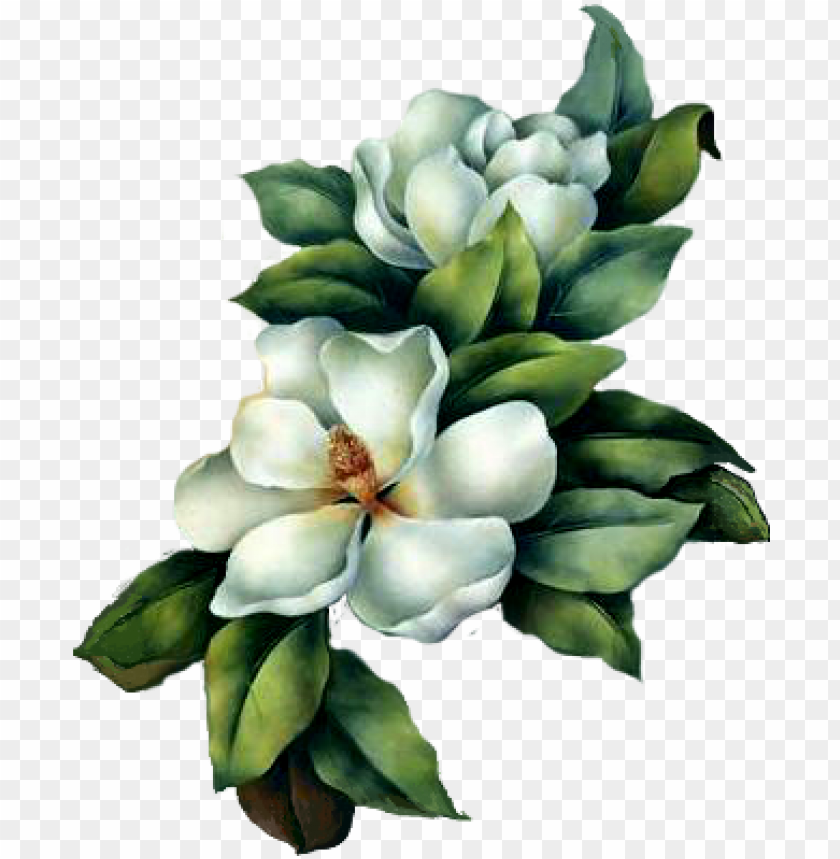 free magnolia clipart