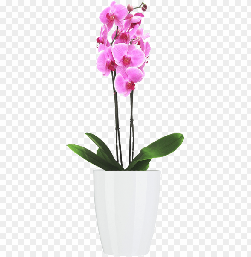 Download Materas Y Plantas Orquidea Rosa Png Free Png Images Toppng