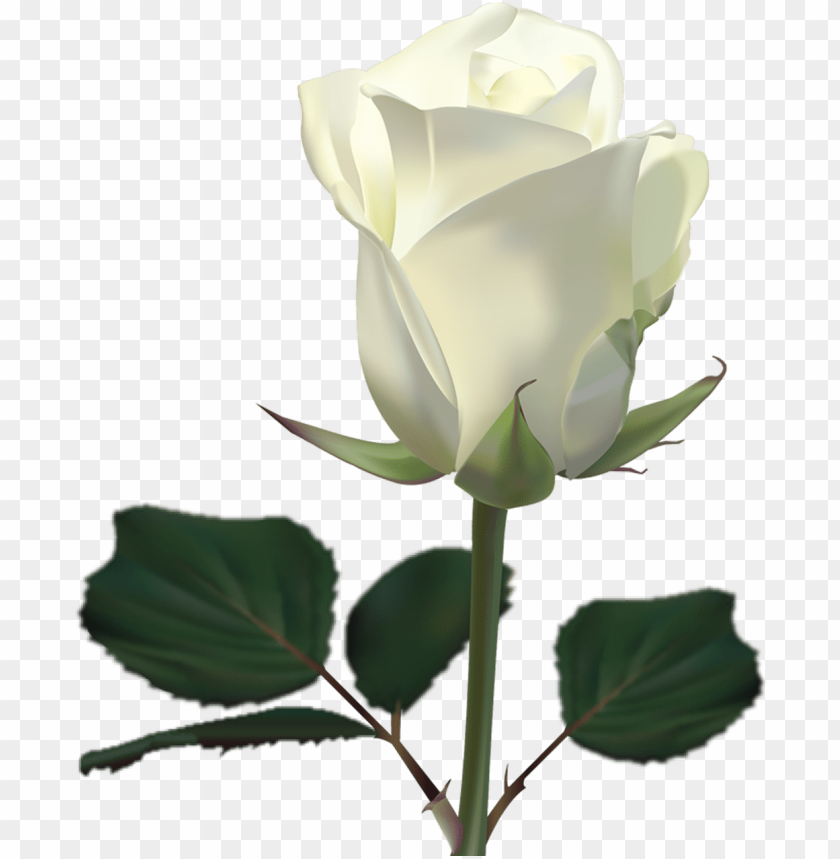 Download o to image - white rose wallpaper png - Free PNG Images | TOPpng Download o to image - white rose wallpaper png - Free PNG Images | TOPpng
